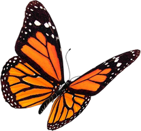 Monarch Orange Butterfly 